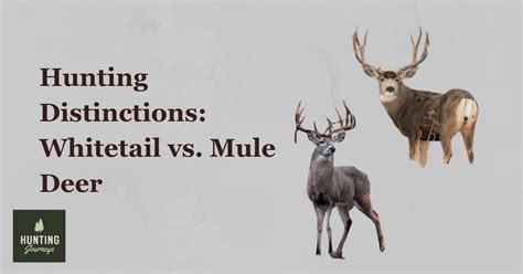 Mule Deer Vs Whitetail Deer Understanding The Differences Hunting Journeys