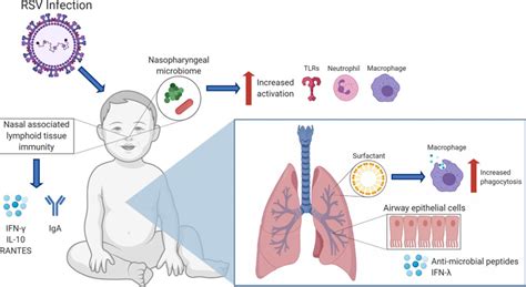 Severe Respiratory Syncytial Virus Disease In Preterm Infants A Case Of Innate Immaturity Thorax