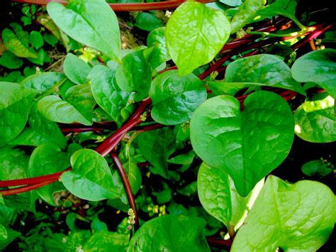 Growth in gardening: Malabar Spinach | San Marcos Record