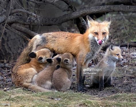 Vixen Red Fox Nursing Photo Getty Images