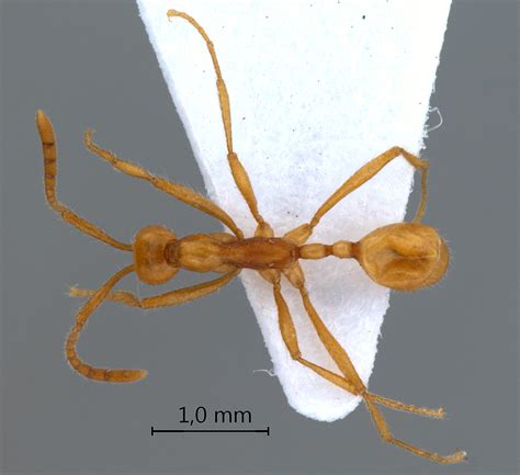 Formicidae Aenictinae Aenictus Camposi Wheelerandchapman1925