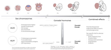 Jcm Free Full Text Sex Differences Are Here To Stay Relevance To