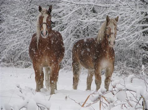 Free Photo Horses Winter Animal Nature Free Image On