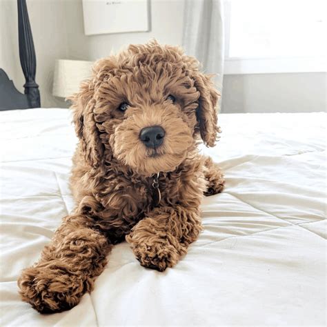 Coat types, colors, & grooming. Miniature Goldendoodle: 11 Incredible Facts You Need to ...