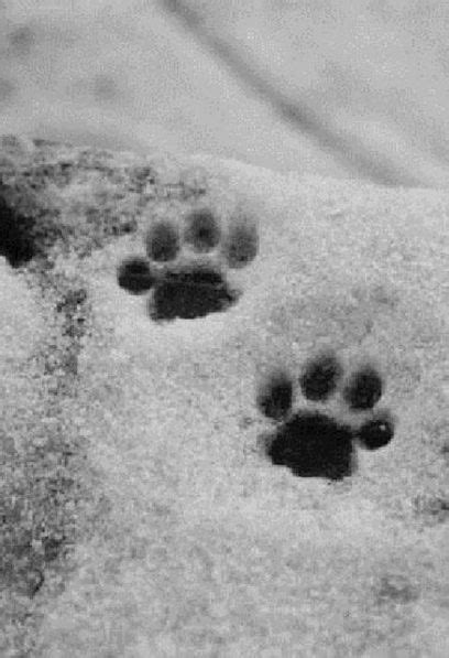 It's a completely free picture material come from the public internet and the real upload of users. Pictures of cat paw prints - PoC