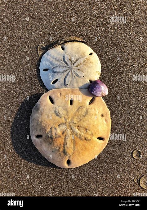 Seashells Sand Dollars Beach Hi Res Stock Photography And Images Alamy