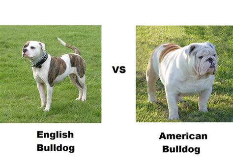 An encounter that clarified the difference. English Bulldog vs. American Bulldog.