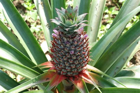 How To Grow Pineapple Plants Anywhere And Everywhere