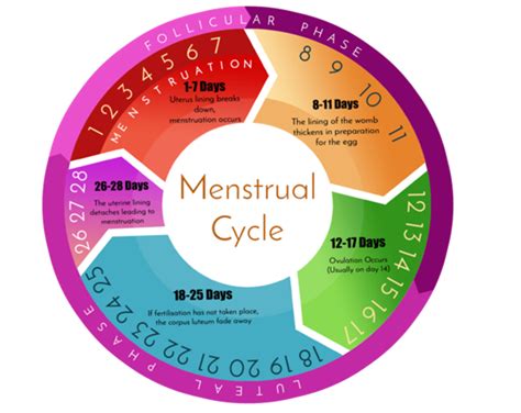 Bila kinerja hormon tidak berjalan sebagaimana mestinya, maka kamu pun akan terlambat datang bulan. Cara Bagaimana Kitaran Haid Berlaku Pada Perempuan