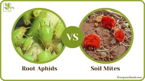 Root Aphids Or Soil Mites A Detailed Comparison Evergreen Seeds