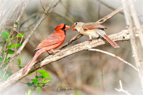 Northern Cardinals Flickr