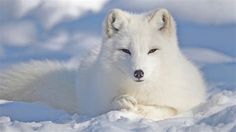 Download Snow Fox Animal Arctic Fox Hd Wallpaper