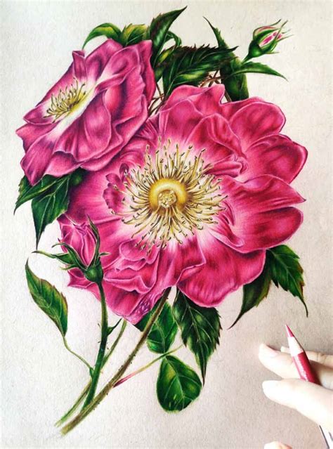 Drawing Realistic Flowers With Colored Pencil Best Flower Site