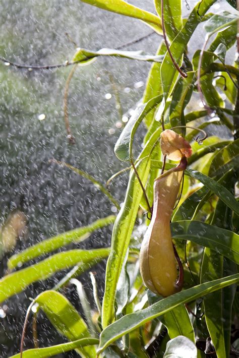 Properly watering your lawn also includes observation about its condition. Tips On Watering A Pitcher Plant: Watering Carnivorous Plants Correctly