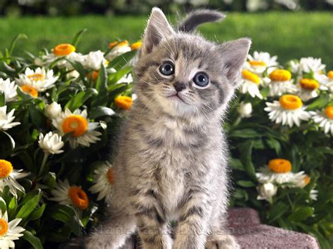 Kucing Comel vs Bunga Cantik