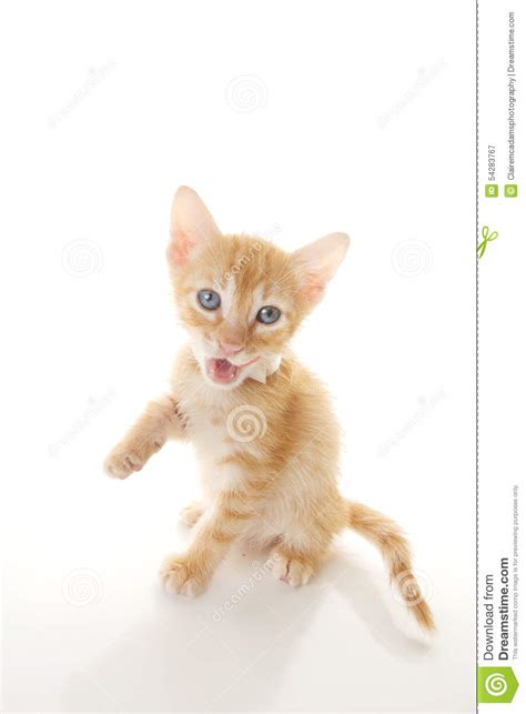 Cute Orange Kitten Stock Image Image Of Little Cats
