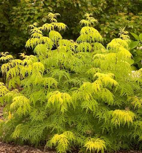 Great savings free delivery / collection on many items. Lemony Lace Elderberry - A high impact shrub with thread ...