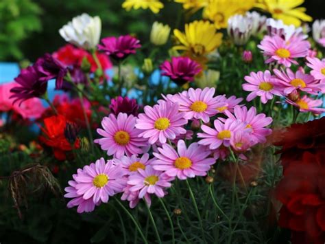 5 Plantas Con Flores Resistentes Al Sol Ideales Para Jardines