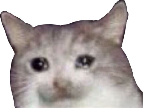 Sad Cat Meme PNG HD PNG Mart