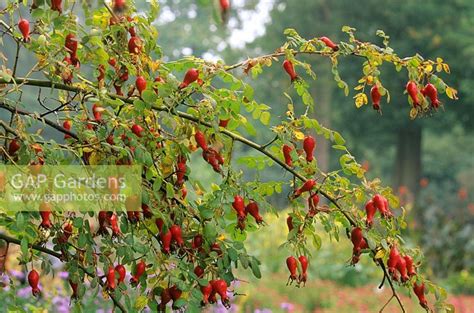 Plants best fruits garden growing shrubs shrub roses growing cottage nursery geraniums shrubs. Rosa moyesii 'Gerani... stock photo by John Glover, Image ...