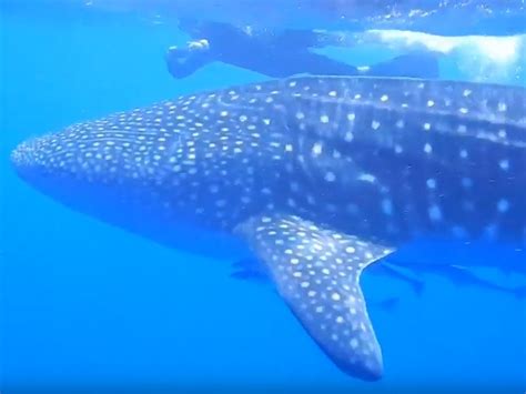 Great Barrier Reef Whale Shark Encounter