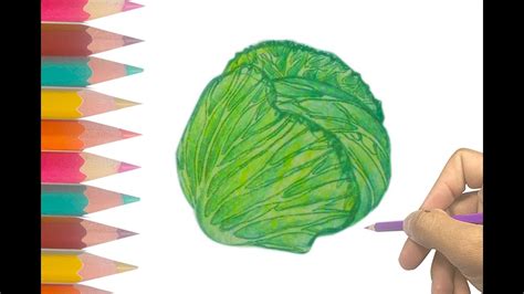 Free for commercial use no attribution required high quality images. Cabbage Drawing at GetDrawings | Free download