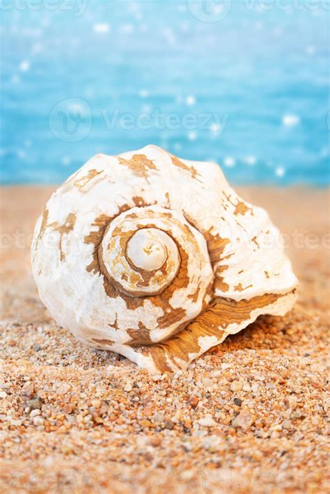 White Seashell On Sandy Beach Back Sea Background Travel Rest In Hot