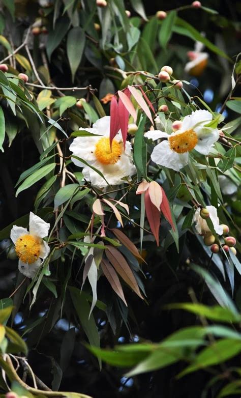 Kumbuk Pokuna Lodge Namal Flowers Of The Na Tree Sri Lankas