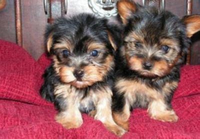 Finding a furry companion should not be that difficult or expensive.today for the most amazing prices possible. Adorable Teacup Yorkie Puppies For Free Adoption