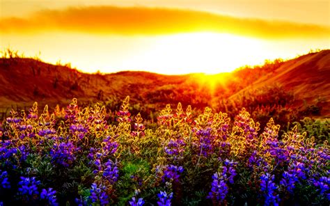 Beautiful Sunset And Flowers Wallpapers Hd Desktop And