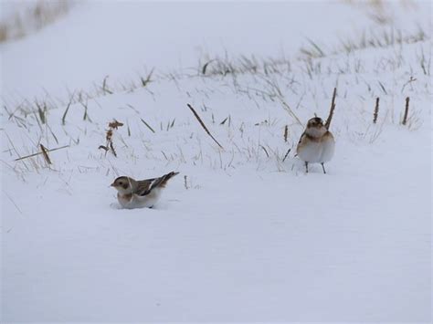 Snow Buntings Oak Hammock Marsh Mb Evelien De Greef Flickr
