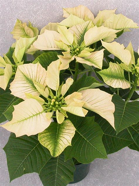 Visions Of Grandeur 2004 Height Control Poinsettia Cultivation Commercial Floriculture
