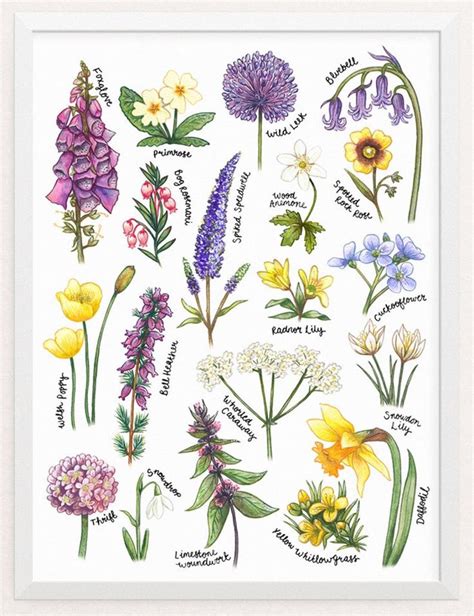 Wildflower Print Botanical Study Print 12x16 Purple And Etsy