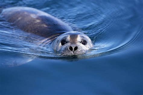 10 Facts About Seals And Sea Lions