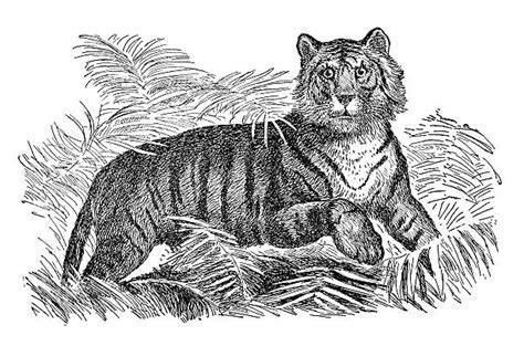 Best Black And White Tiger Illustrations, Royalty-Free Vector Graphics