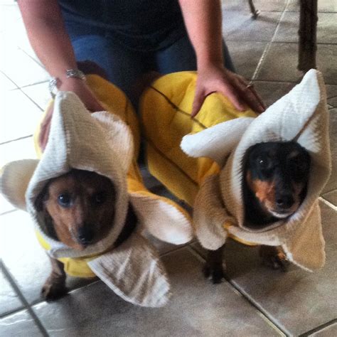 My Little Dachshunds In Banana Costumes Halloween Animals Wiener Dog