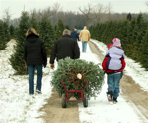 The 10 Best Christmas Tree Farms In Minnesota
