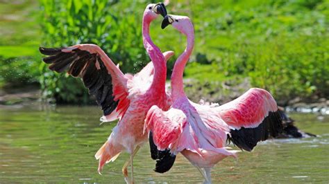 Animal Birds Flamingos Love Foreplay Hd Desktop Wallpaper