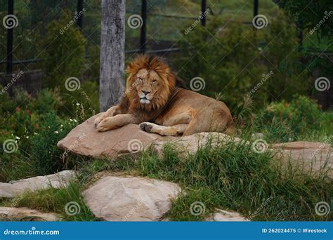 Beautiful Majestic Lion Resting On A Pile Of Rocks At A Zoo Stock Image