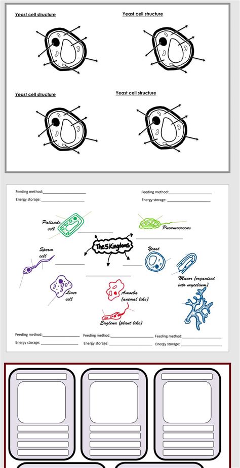 Igcse Biology Variety Of Life The 5 Kingdoms Lesson With Worksheets