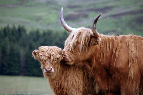 Female Highland Cow All About Cow Photos