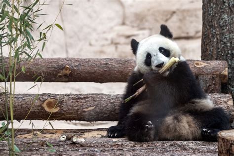 Premium Photo Cute Giant Panda Eating Bamboo In The Zoo