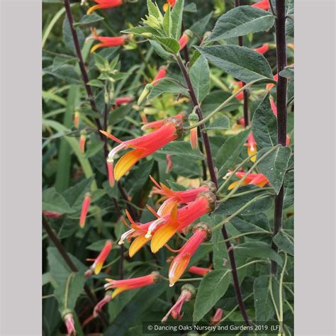 Lobelia Lonlora Candy Corn Cardinal Flower Dancing Oaks Nursery And Gardens