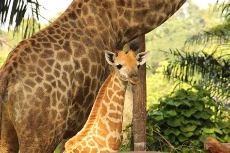 Singapore Zoo Celebrates New Giraffe Calf Zooborns