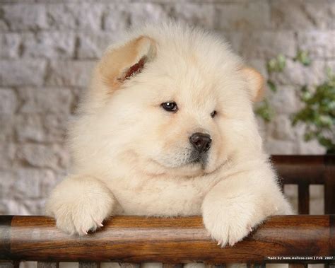 Free Download Chow Chow Puppies Photographs Fluffy Chow Chow Puppy
