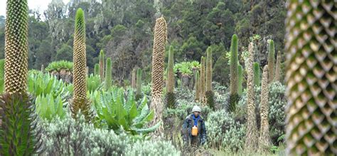 The highest peak of the ruwenzori reaches 5,109 metres , and the range's upper regions are permanently. 10 days Hike: Rwenzori -snowcapped - Africa's highest ...