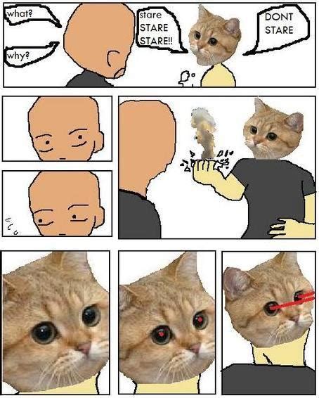 [image 114922] starecat grafics cat know your meme