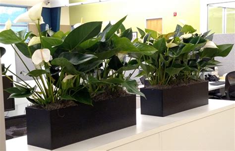 Money trees do better with too little fertilization than with too much. Beautiful Examples | Aardvark Plant Leasing
