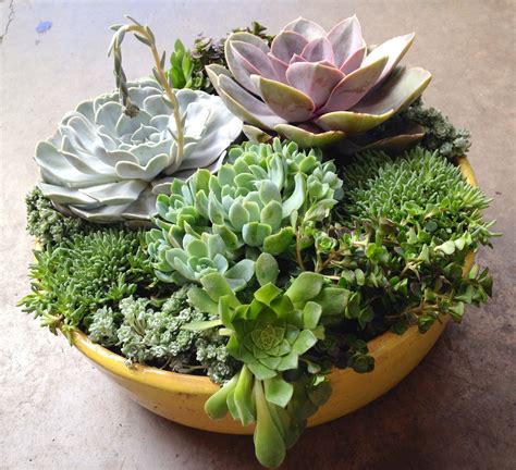 Diy Succulent Container Designs 3 Tips To Create Your Own
