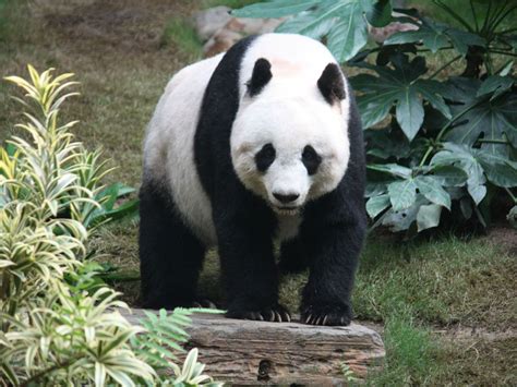 Wild Giant Pandas In China No Longer Endangered